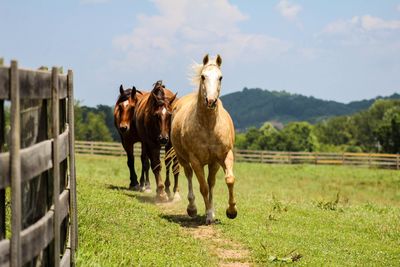 Three horses running in farm