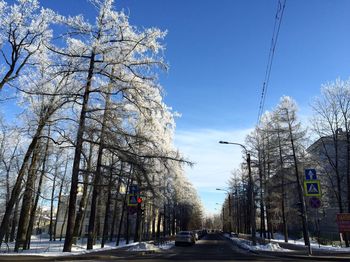 Treelined road in winter