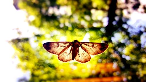 Close-up of butterfly on flower