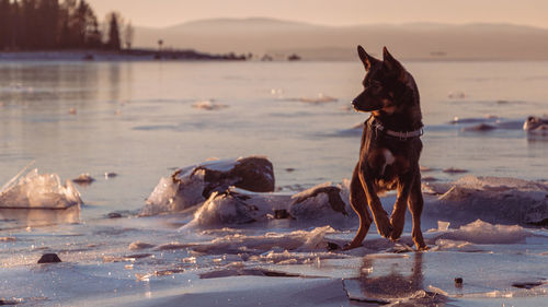 Dogs in lake