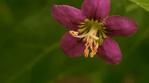 Close-up of flower blooming outdoors