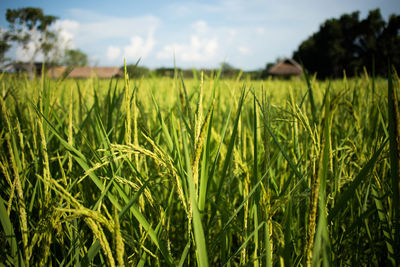 Crops growing on field