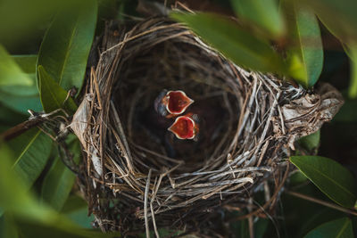 Close-up of plant in nest