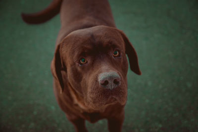 Close-up portrait of dog standing outdoors