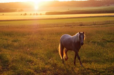 Horses grazing on grassy field