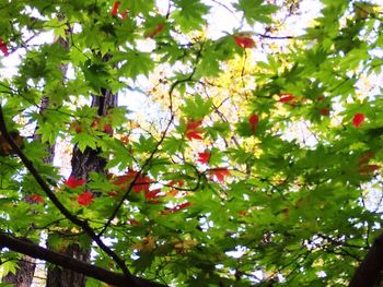Low angle view of leaves on tree