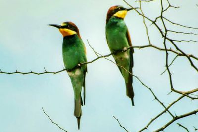 Low angle view of birds perching on branch