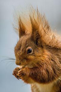 Close-up of squirrel