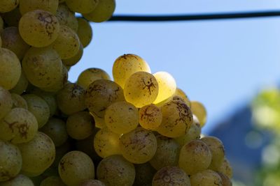 Close-up of fruits