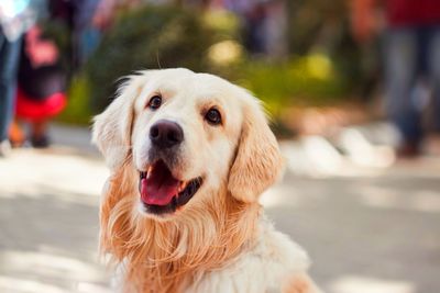 Portrait of dog sticking out tongue outdoors