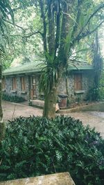 Trees and plants outside house