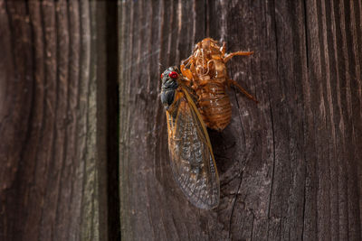 Close-up of insect on wood
