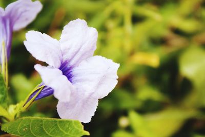 Close-up of flower blooming outdoors