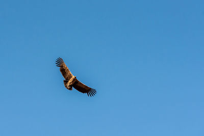 Low angle view of eagle flying in sky