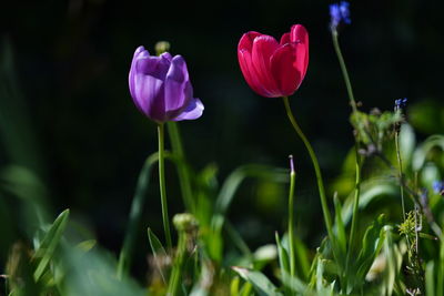 Close-up of pink flowering plant on field