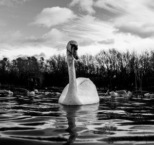 Black and white monochrome mute swan swans pair low-level water side view macro animal background