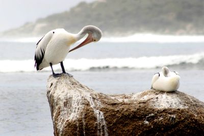 Close-up of pelican perching on rock at beach