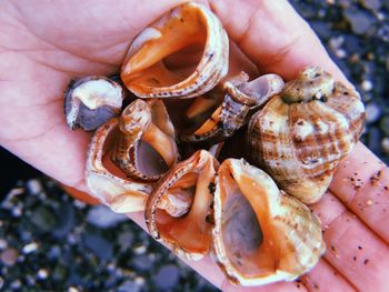 Close-up of hand holding shells