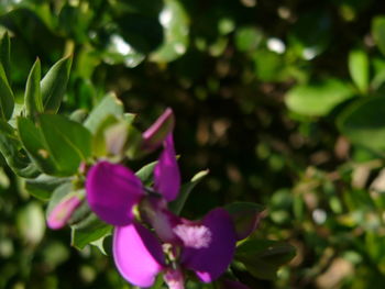 Close-up of purple flowers