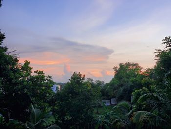 Plants and trees against sky during sunset