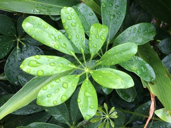 High angle view of water on leaves