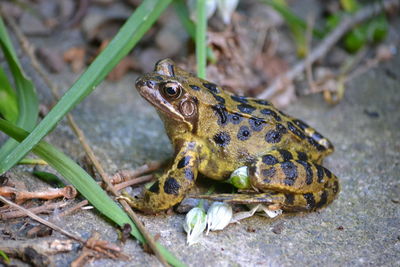 Close up of frog in city garden