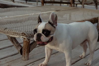 Portrait of a dog