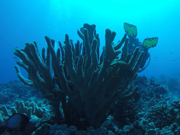 Rocks in sea