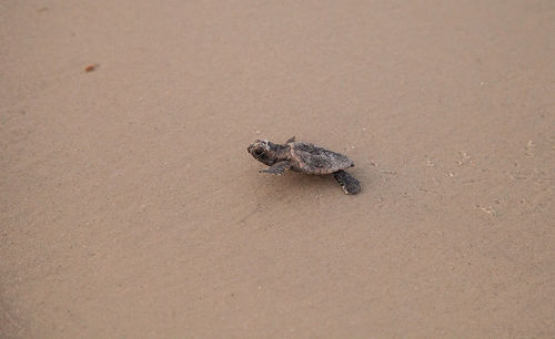 High angle view of crab on sand