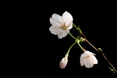 Close-up of white flower against black background