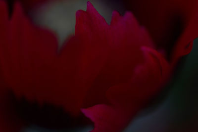 Close up of red flower