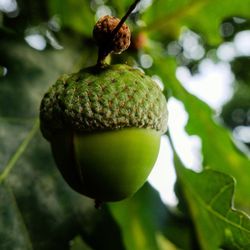 Close-up of fruit growing on tree