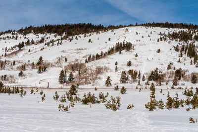 Trees on snow covered land against sky