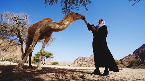 Low angle view of woman petting camel at desert