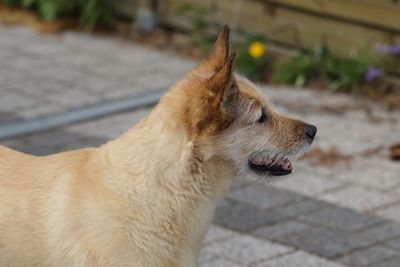 Close-up of dog standing on footpath