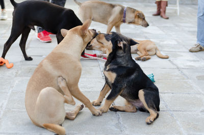 Dogs sitting outdoors