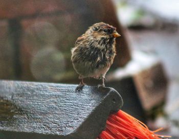 Close-up of bird perching on railing