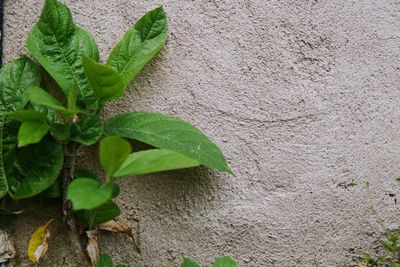 Close-up of plant