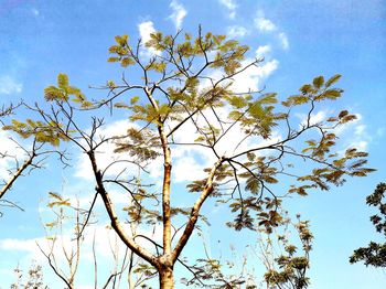 Low angle view of flowering tree against blue sky