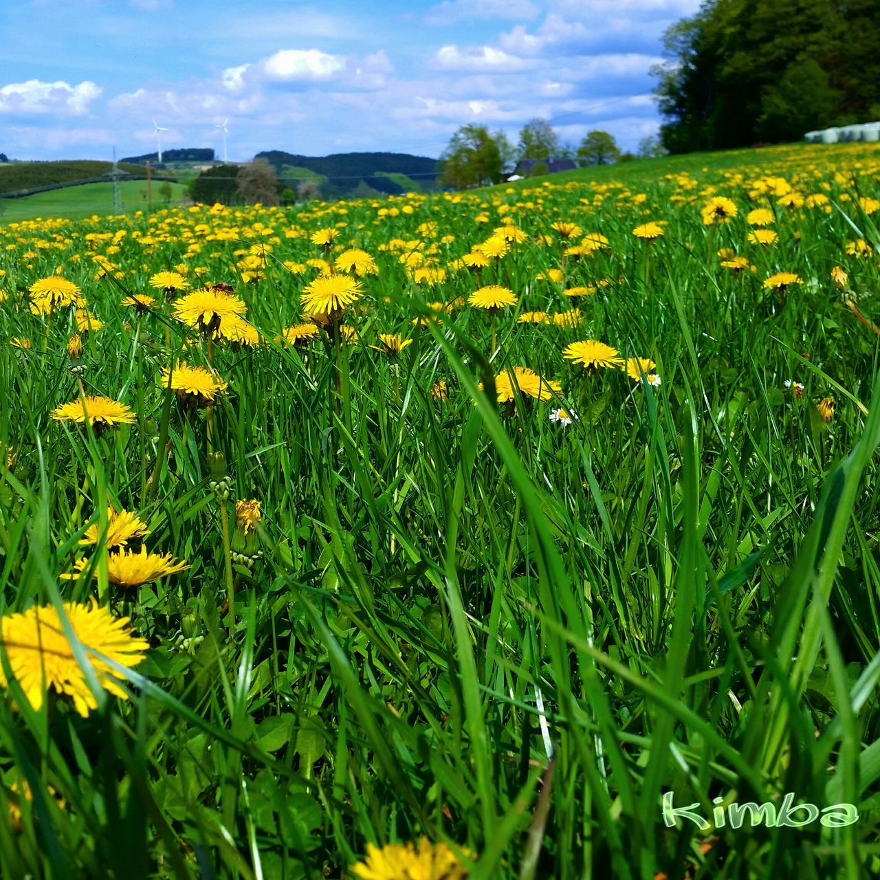 YELLOW FLOWERS GROWING ON FIELD