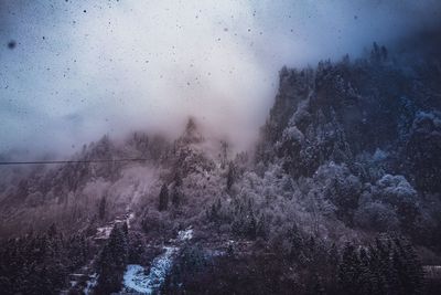 Trees on snow covered land against sky