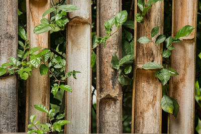 Close-up of ivy growing on fence