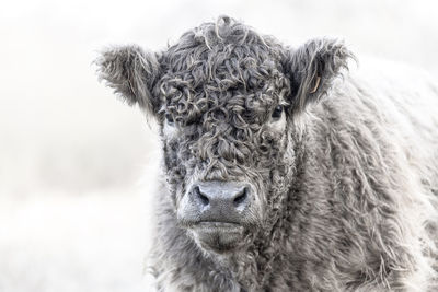 Portrait of a galloway cattle