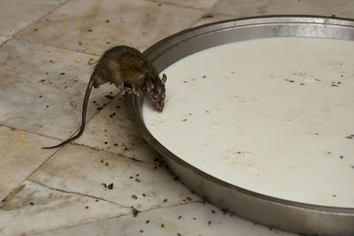 High angle view of insect on table