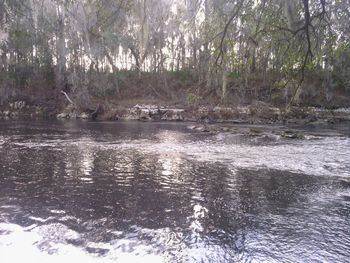 View of river flowing through forest