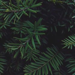 High angle view of pine tree