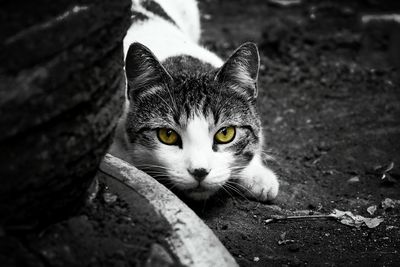 Portrait of cat on floor