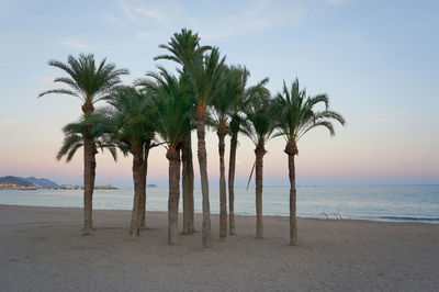 Palm trees on beach against sky