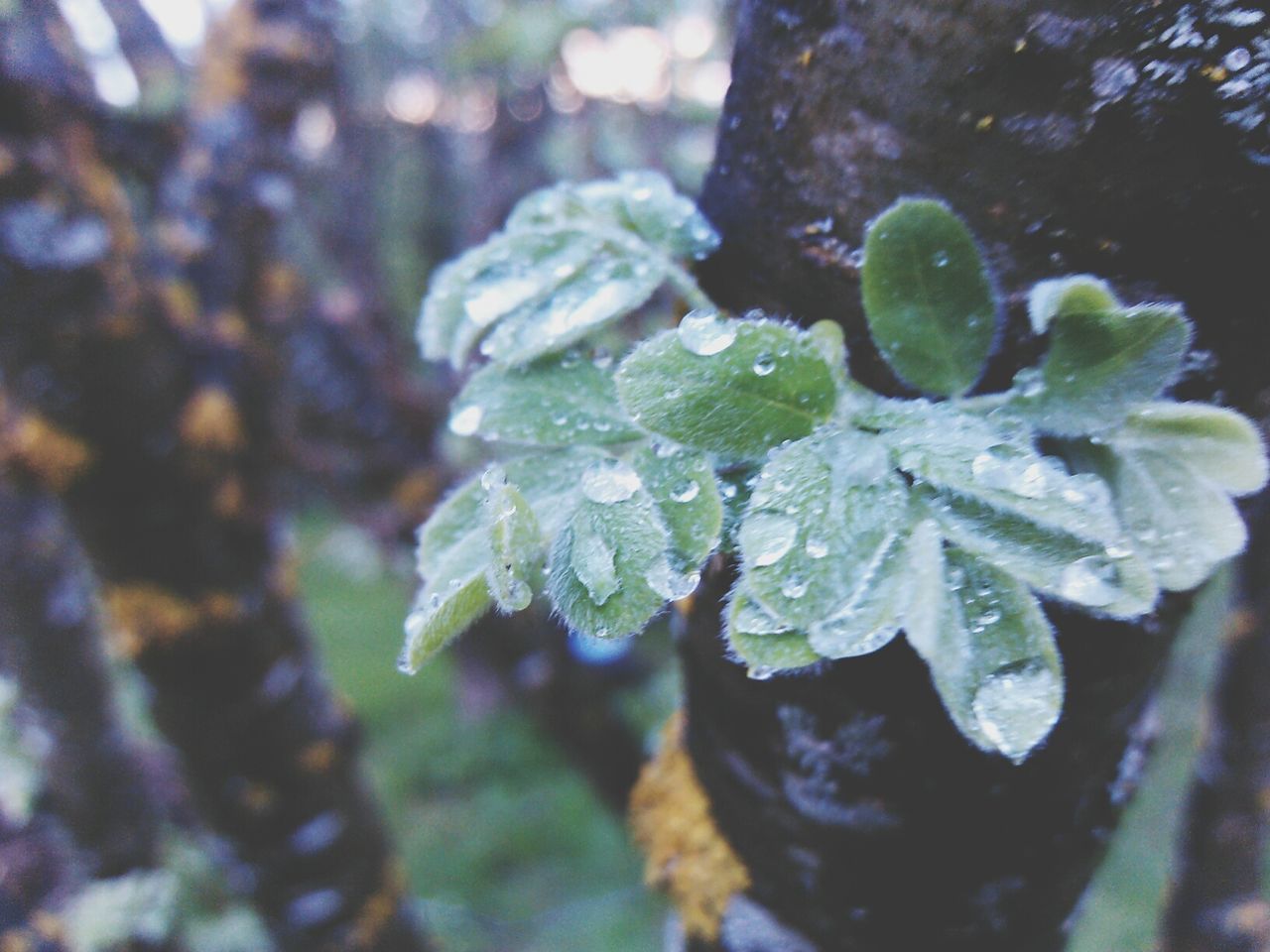 drop, leaf, wet, close-up, water, growth, nature, focus on foreground, plant, green color, freshness, beauty in nature, weather, dew, fragility, selective focus, season, raindrop, rain, tranquility