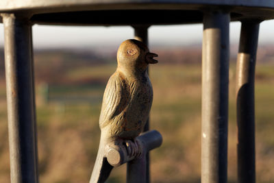 Close-up of bird perching on metal
